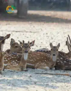 Resort Sundarban