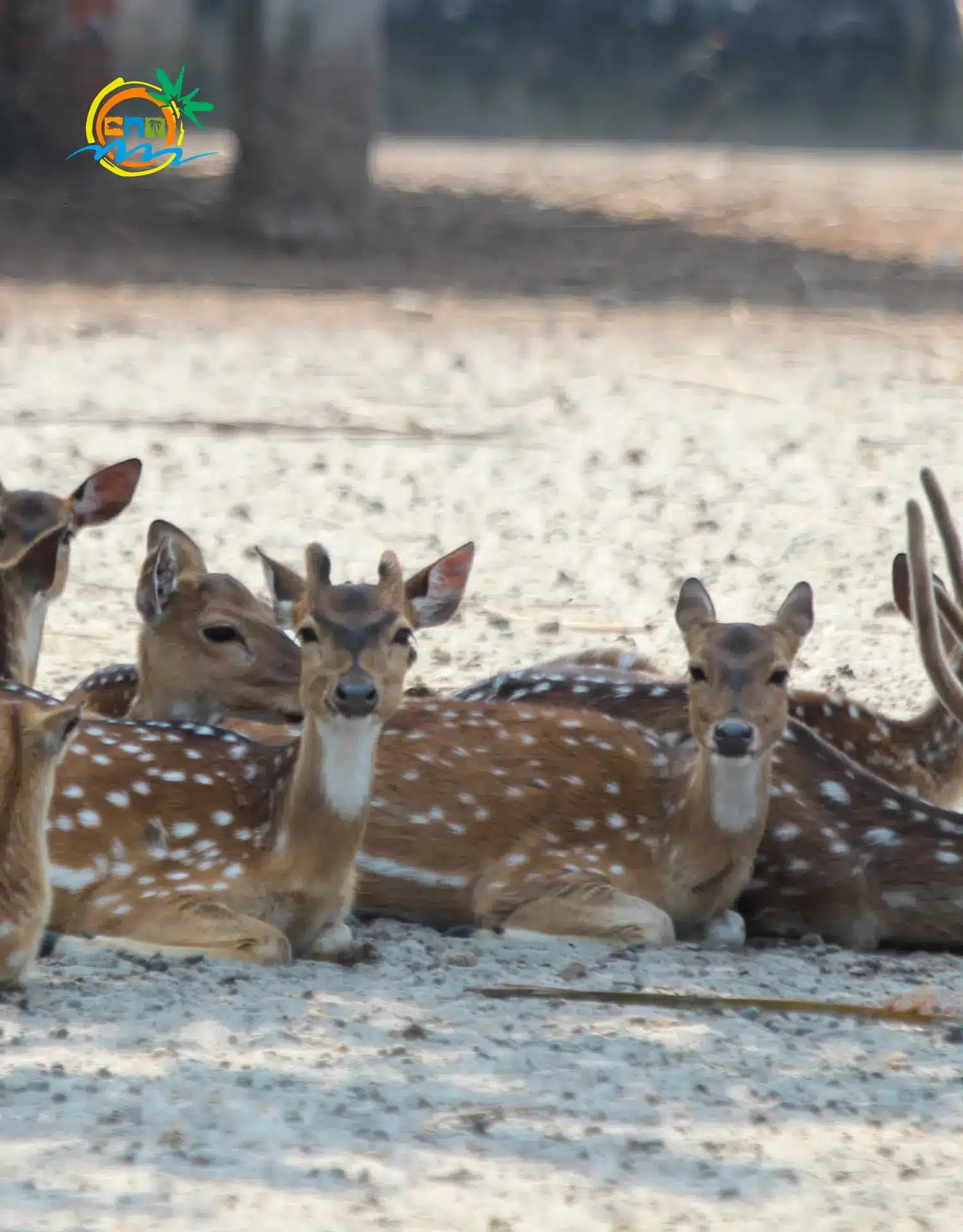 Resort Sundarban