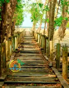sundarban (22)