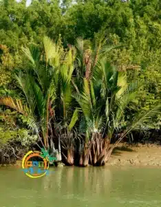 sundarban (23)