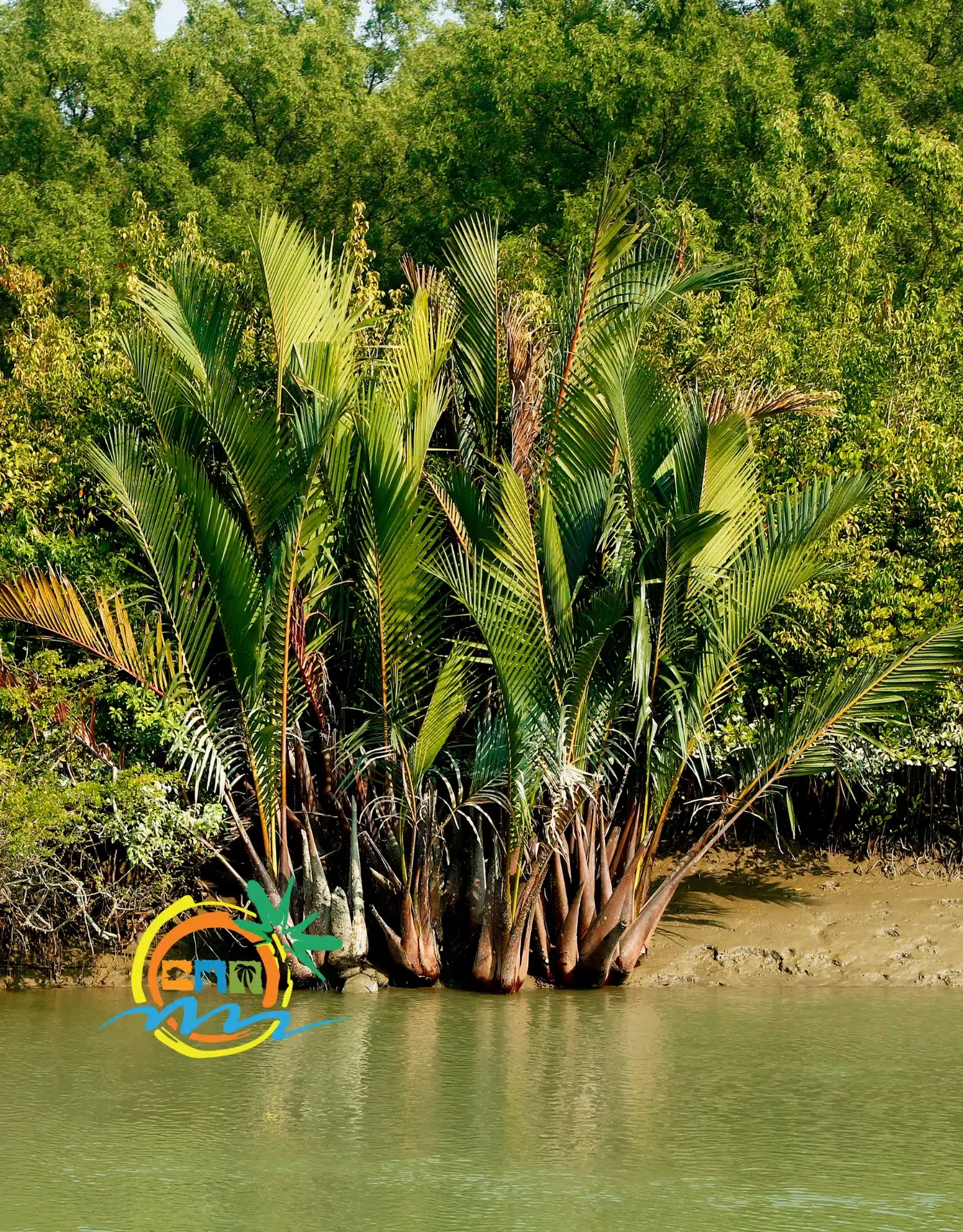 sundarban (23)