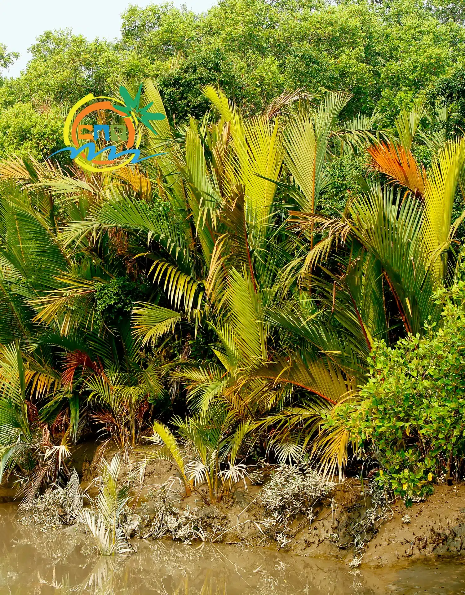 sundarban (25)