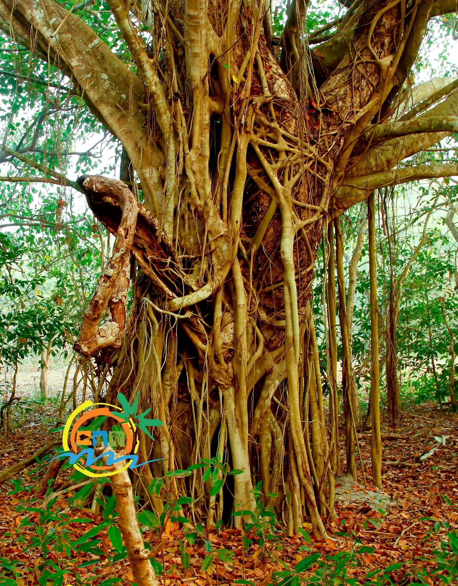 sundarban (26)