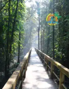 sundarban (54)