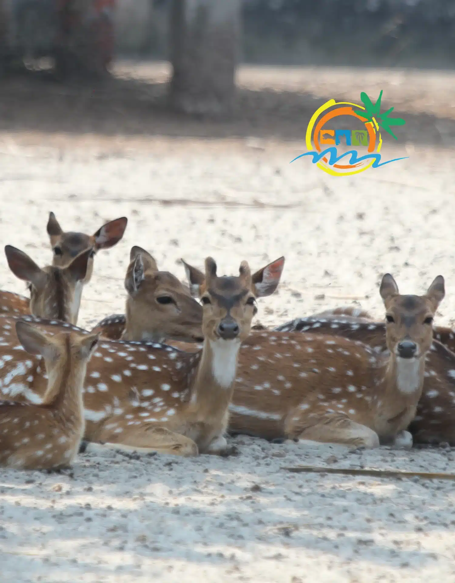 sundarban (55)