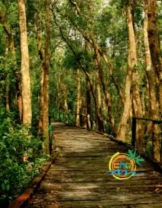 sundarban (56)