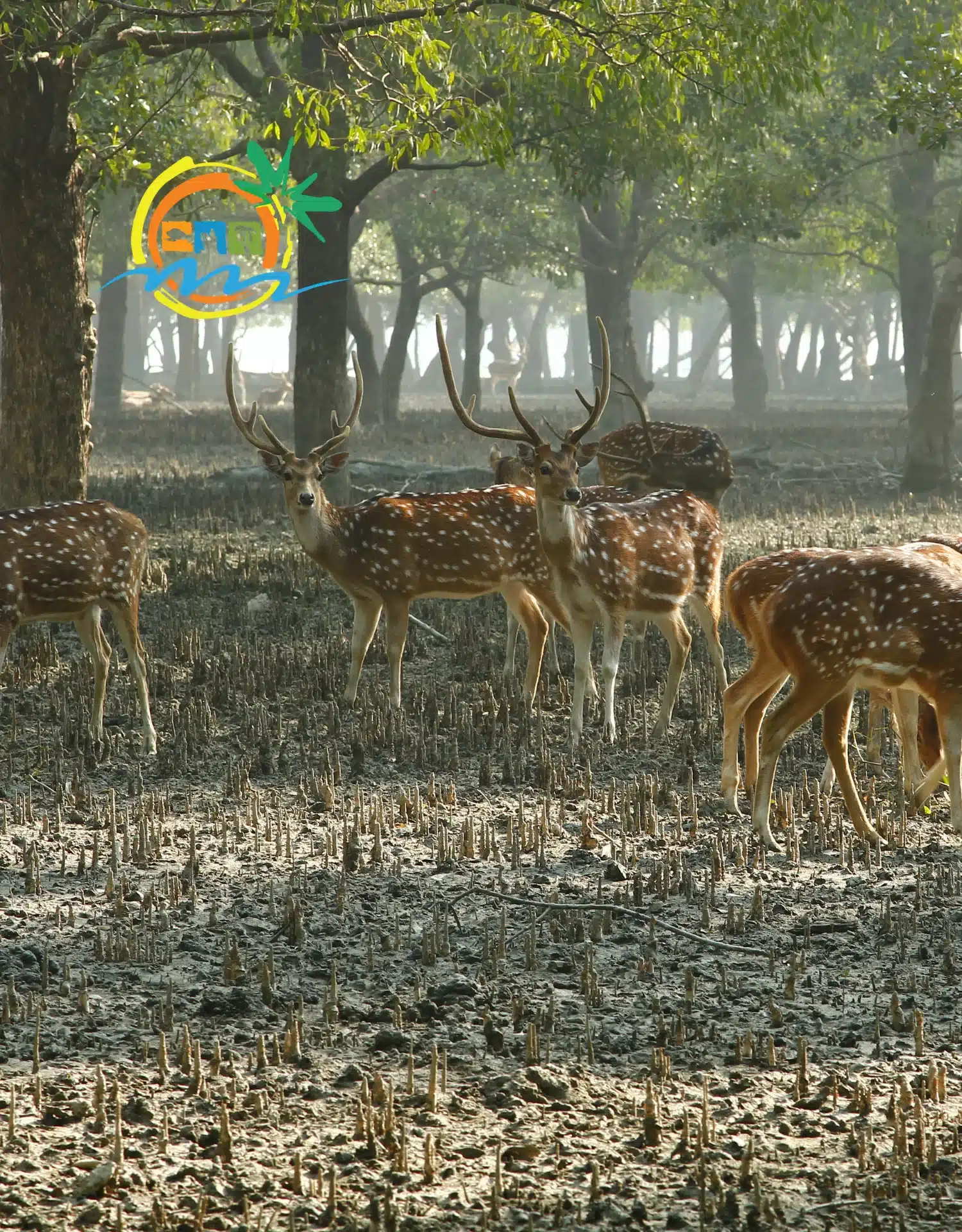 sundarban (57)