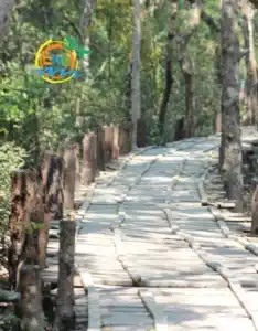 sundarban (58)