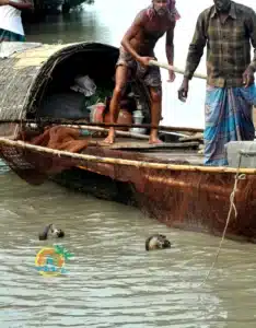 sundarban (63)