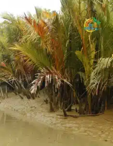 sundarban (65)