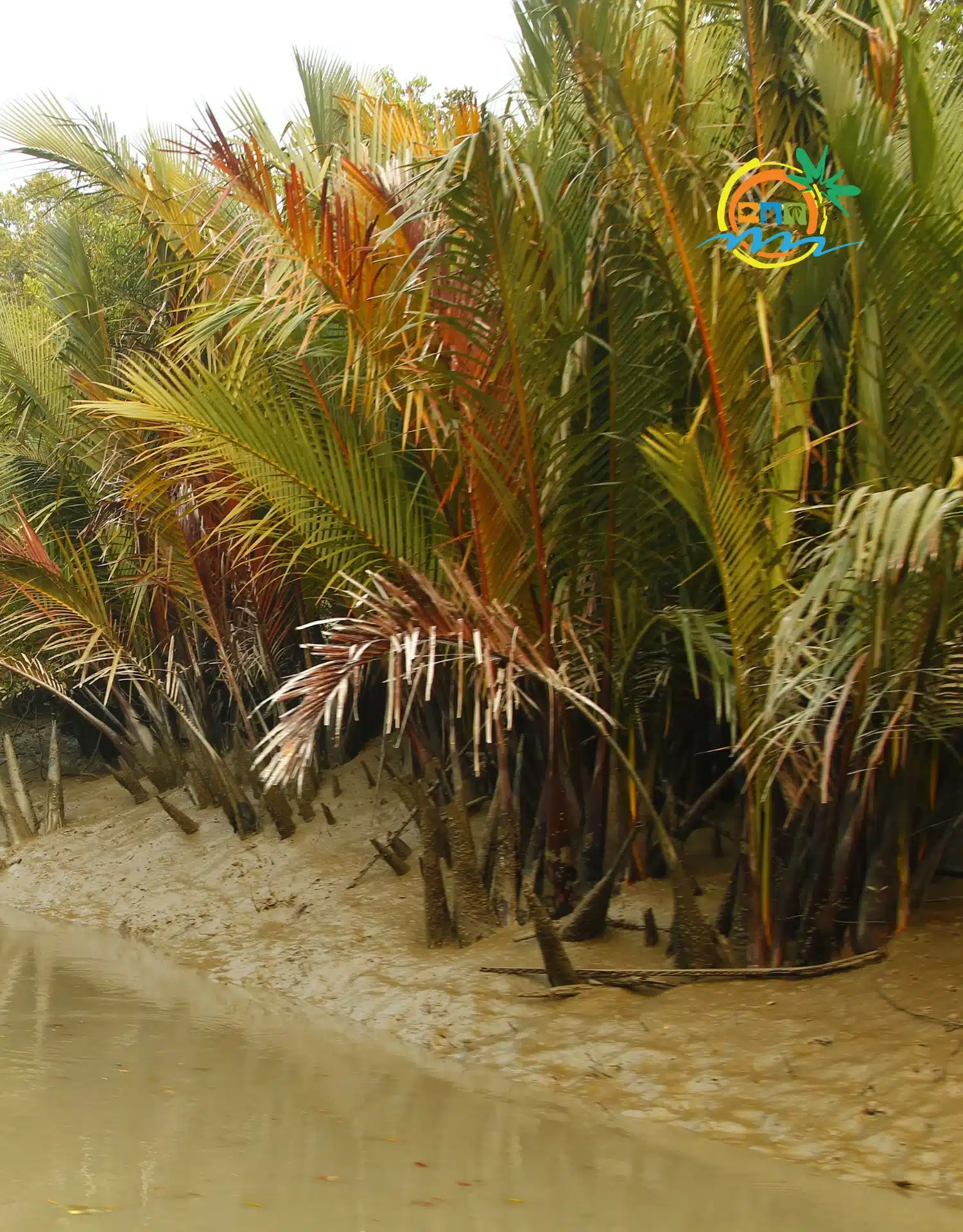 sundarban (65)