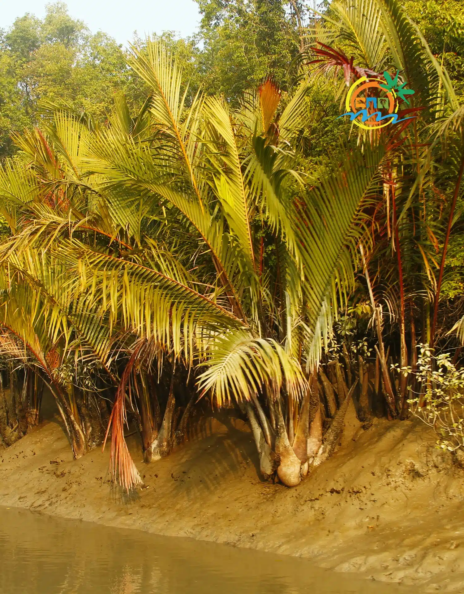 sundarban (66)